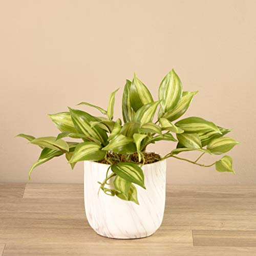 BLOOMR Vanilla Leaf Plant