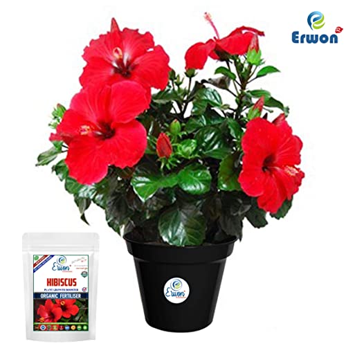 Erwon® Hibiscus Plant Growth Booster, Premium Essential Powerful Organic Fertilizer For Overall Growth Of Hibiscus Plants, With Charged Micro-Organism And ++ Micronutrients. (400 gm),Powder