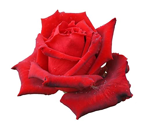 Hybrid Tea Rose Plants, 'Fragrant Cloud', 1 x Full Plant in a 5 Litre Pot, Red Rose Bush, Garden Ready and Ready to Plant, Premium Quality Roses