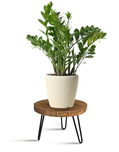 Plant Stand Indoor Outdoor Wood Mid Century Plant Stand for Indoor Plants, Modern Plant Table Round Plant Stool, Boho Rustic Wooden Stool for Plant Pot Hol (L)