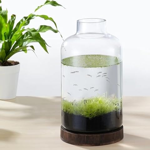 PONDON 1 Gallon Fish Bowl Vase, Featured Aquarium Kit Aquariums Channel, Wooden Base and Water Changer Included Cover
