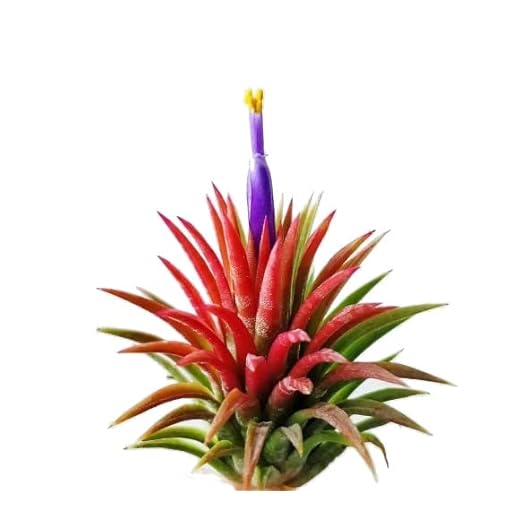 Planta Natural del Aire Color Rojo | DECOALIVE | Tillandsia Ionantha Roja Planta Viva