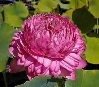 Image of Very Beautiful All Season White-Pink Water Lotus(Pack Of-1) /Water Kamal /Water Lily Plant (TUBER) Original Hybrid Veriety Blloming With In 30 Days For Outdoor & Indoor Live Plant.