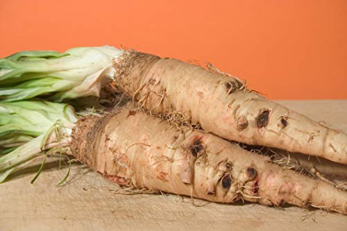 Sandwich Island Salsify Seeds - Heirloom - Thumbnail 2
