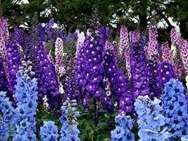 Miniatura 6 de Larkspur Rocket Mix Colors Mezcla de semillas de flores, más de 250 semillas de flores por paquete, semillas de jardín de Isla (semillas de jardín