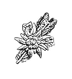 Hi Life Living Nature