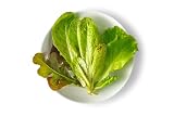 Fresh Origins Minicrown Lettuce Mix - Gourmet Assortment of Tiny Lettuce Heads - 4 x 3oz Container - Colorful...