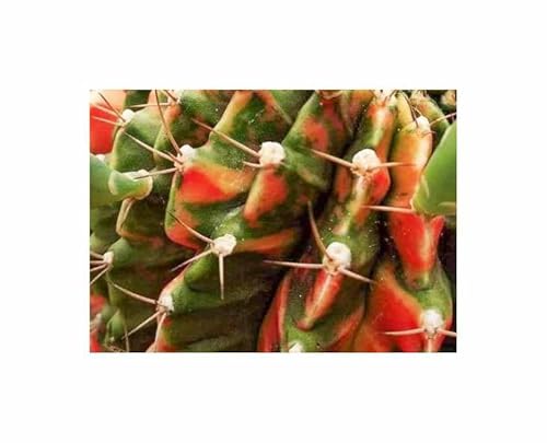 Stk - 5x Gymnocalycium mihanovichii Cristata Variegata Kaktus Pflanzen - Samen ID1718 - Seeds & Plants Shop by Ipsa Stk - 5x Gymnocalycium mihanovichii Cristata Variegata Kaktus Pflanzen - Samen ID1718 - Seeds & Plants Shop by Ipsa