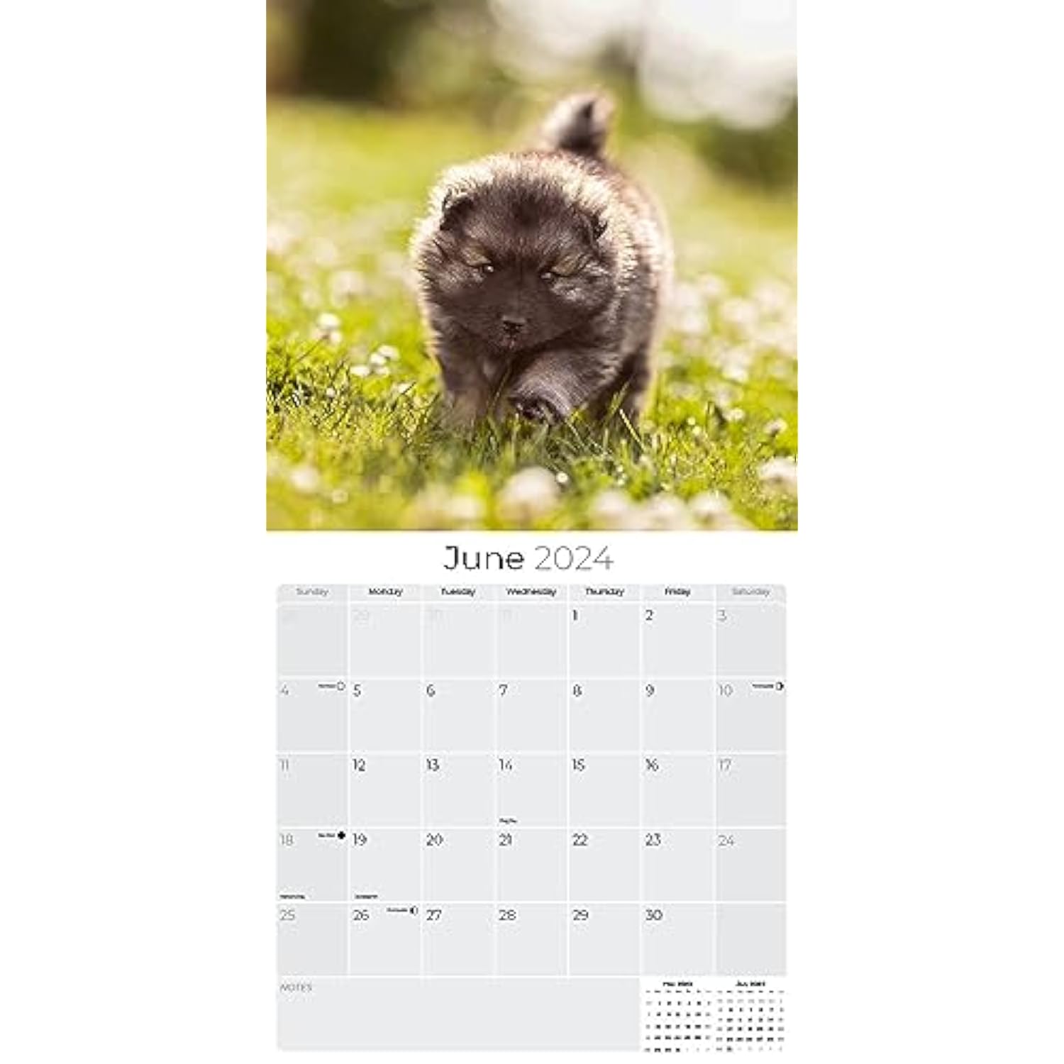 Keeshond Calendar 2024 Dog Breed Wall Calendar