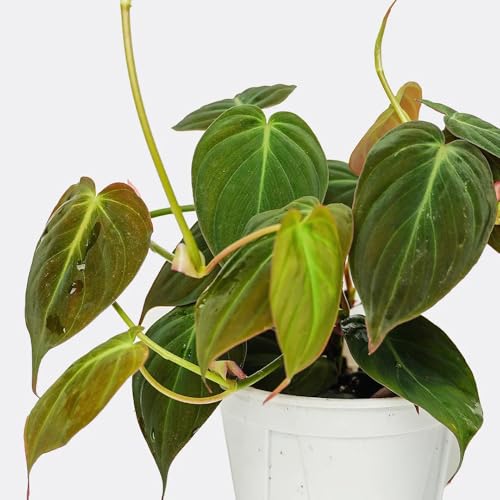 semillas de plantas de filodendro, plantas en macetas, plantas de jardín de rocas Bonsái, plantas en maceta extremadamente resistentes Las plantas perennes son resistentes, las plantas 100pcs