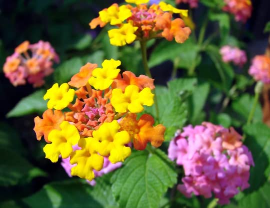 Daylily Nursery Miss Huff Lantana 3-Pack