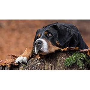 DIY Verf op Nummers voor Volwassenen Berner Berghond Dier voor Kinderen Volwassenen Beginner Tekening met Borstels Kerst…