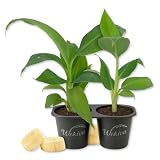 Dwarf Cavendish Banana Tree - 2 Live Starter Plants - Musa - Edible Fruit Bearing Tree for The Patio and Garden