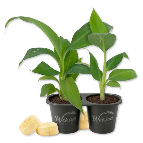 Kokopo Banana Tree - 2 Live Starter Plants - Musa