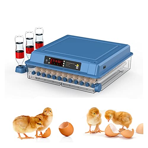 Incubateurs pour œufs à couver à température stable et lit à eau