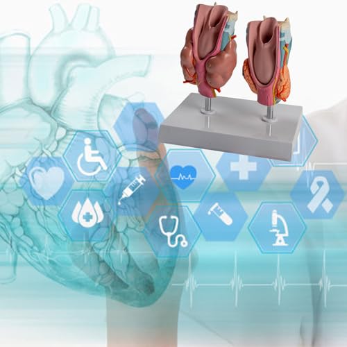 Modèle de thyroïde pathologique pour simulation de démonstration clinique