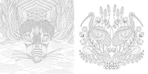 Millie Marotta's Wildlife Wonders: Favorite Illustrations from Coloring Adventures