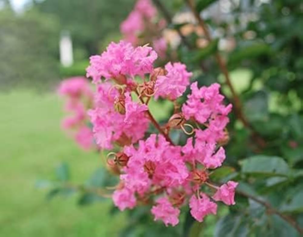 ANMOL GARDEN Furush Pink Colour Live Plant 