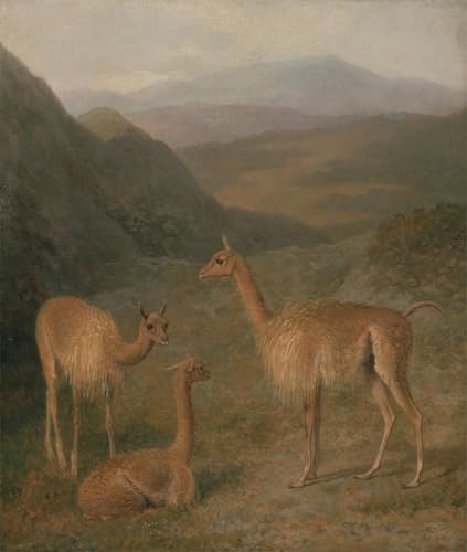 Tableaux Toile Vigognes Agasse de Prestige - Poster Déco d'Art Premium