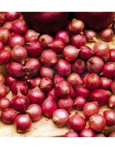 Bulbo de cebolla para plantar variedad 'red carmen' 400gr - Wam