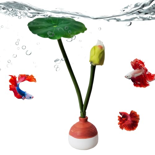 Walopola Betta Bed - �����̑����p�t | ������ Betta Natural Habitat - �z�[���^���N �Y�� �ɐB �x�� ���R�̐����n �g���s�J��