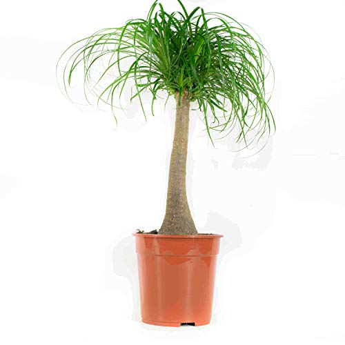 Choice of Green - 1 Beaucarnea Recurvata - Ponytail Palm - Live Indoor Plant in Growers Pot Diameter 24 cm - Height 80 cm - Quality from Holland - Fresh from The Grower