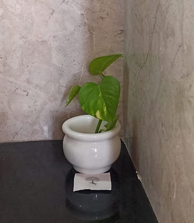 See full amazon price history chart for Navishtha Handicrafts Jaipur Art Exports Set of 2 Modern Naturals White Marble Pots (Plants Not Included) for Home, Indoor Decor and Gifting Small (4.25 * 3.25 Inch) Navishtha Handicrafts Jaipur Art Exports Set of 2 Modern Naturals White Marble Pots (Plants Not Included) for Home, Indoor Decor and Gifting Small (4.25 * 3.25 Inch) (B0BZD9T8Z6) Amazon Price History, Amazon Price Tracker