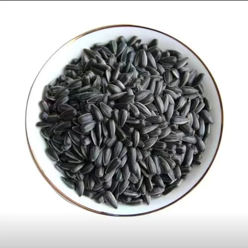 KZq ? Zq HpЂ܂̎   q}̎  Ђ܂  Ђ܂ sunflower seeds for eating ̎ Hp Ђ܂̎ ܂ Ђ܂̎ ̎ т̂  َq