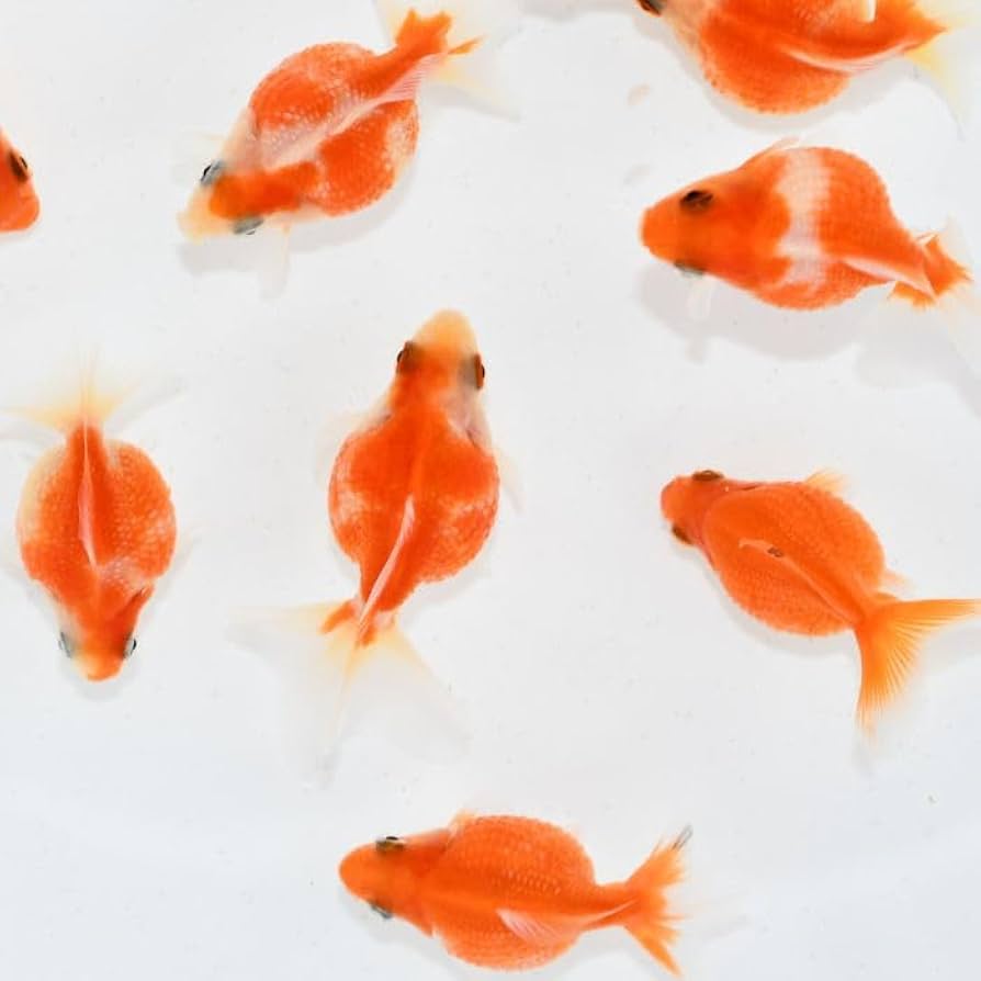 yuritunn 写真現物 国産ピンポンパール上物 4cm〜6cm 10匹セット  NO-外5更紗(その他)｜売買されたオークション情報、yahooの商品情報をアーカイブ公開 - オークファン 魚類、水生生物