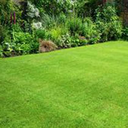 Image of American Imported Bermuda Lawn Grass Seeds for Home and Gardening (Pack of 7000 Seeds) A 55