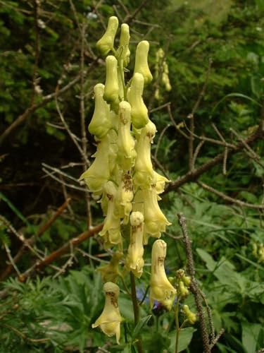 Gelber Eisenhut -Aconitum lycoctonum- 25 Samen (Wolfs-Eisenhut)