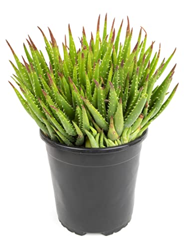 Succulents Plants Live Indoor Plants, Aloe Crobsys Prolific Live Houseplants, Live Succulents Live Plants Indoor Succulent Plants, Indoor Plant Real Succulents Plants House Plants By Plants For Pets #TOP2
