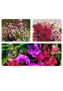 Namdhari Flower Seed Combo Dianthus+Gompherna+Balsum