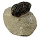 Kaltner Präsente Geschenkidee - Versteinerte Urzeit Fossilien: Fossilie Trilobiten Trilobit Gerastos aus Marokko/Lehrmaterialien Fossilien (Ø 5 cm)