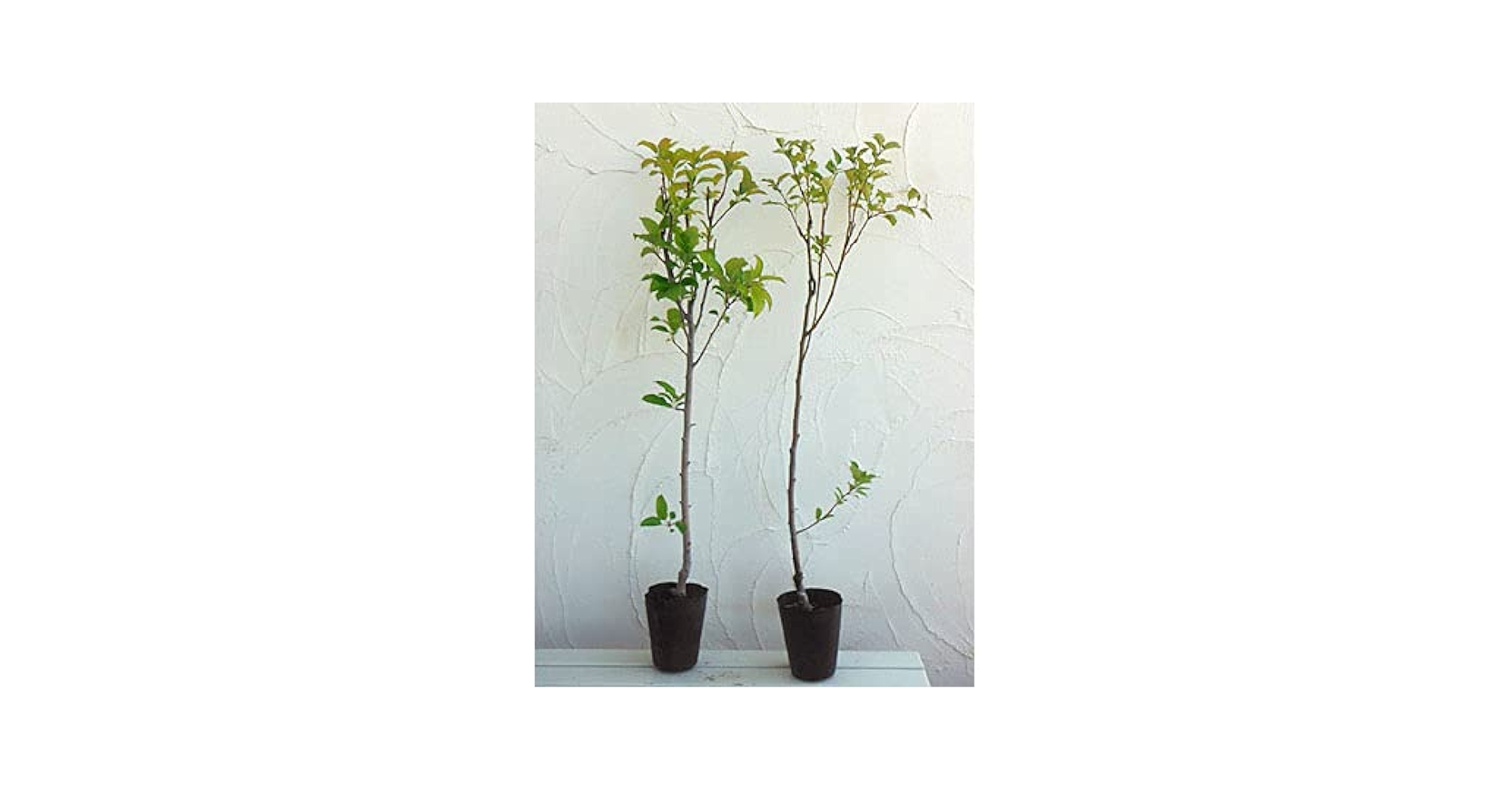 Amazon.co.jp: リンゴ2種受粉樹セット：王林（おうりん）と紅玉
