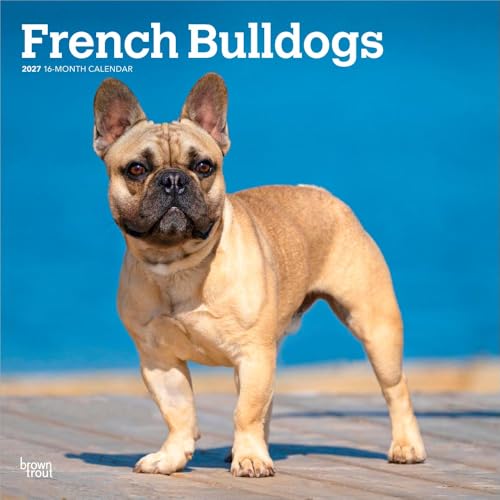 French Bulldogs – Französische Bulldogge 2027 – 16-Monatskalender: Original BrownTrout-Kalender [Mehrsprachig] [Kalender] (Wall-Kalender)