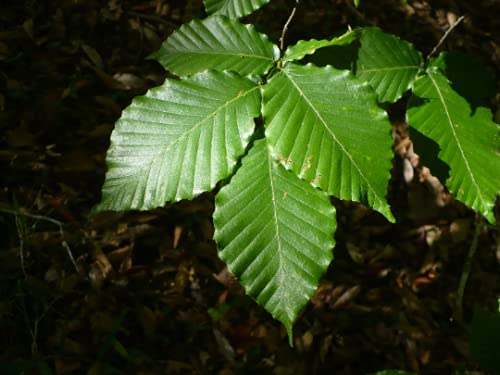 American Beech Fagus grandifolia 10 Fresh Seeds