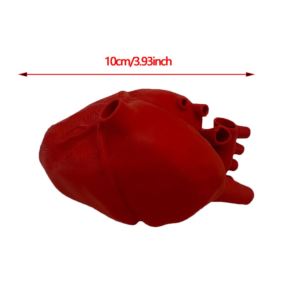 Modello di Cuore Umano Educativo Stampato in 3D - Modello delle Strutture Anatomiche del Cuore - per Insegnamento di Anatomia, Studio Medico e Cardiologia