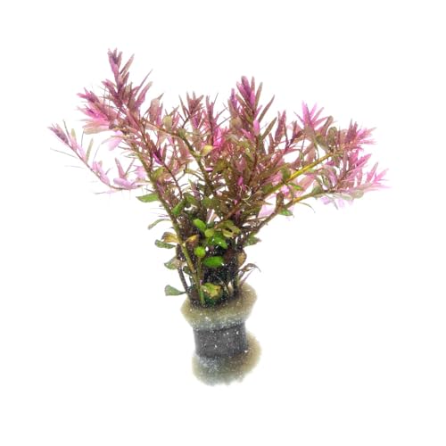 SubstrateSource Live Aquarium Red Stem Plants - Freshwater Aquatic Plant for Fish Tanks, Aquascaping...