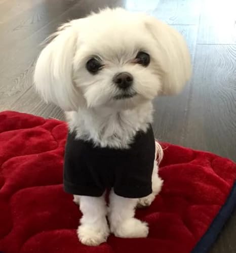 Spajoy Dog Shirts Puppy Dog Clothes Blank T-Shirt Tee Shirts For Large Medium Small Dogs Dogs Puppy T-Shirt Cotton Pet Clothing Puppies Doggy Costume Puppy Shirt Pet Tank Top Cat Tee #TOP5