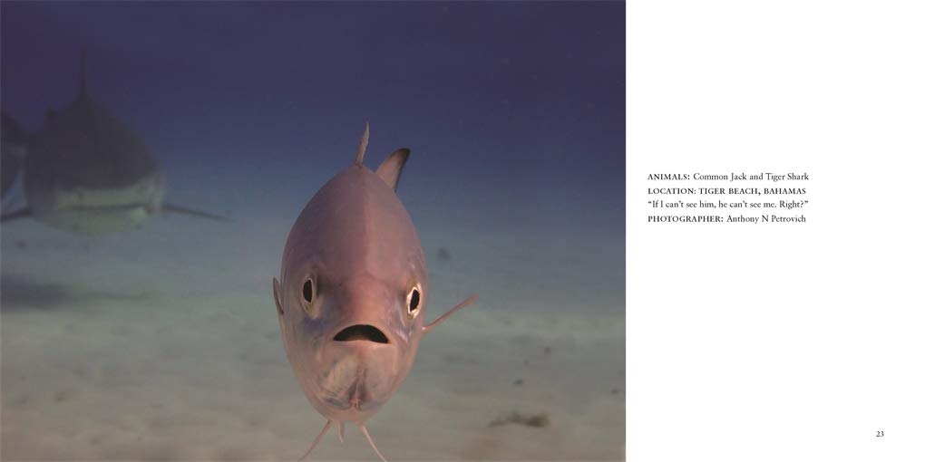 Comedy Wildlife Photography Awards Vol. 3 - Image 4