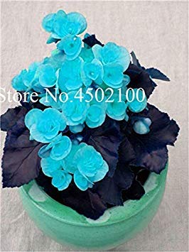 CUSHY 50 Pcs Colorful Begonia Bonsai, Mixed Color Bonsai Seedssseed Bcony Multi-Flap Decoration Home Mini Garden: 3
