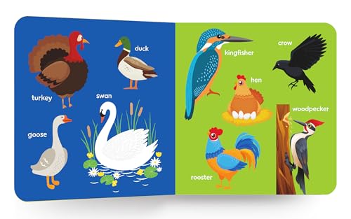 My First Big Book of Birds: Colorful Illustrated Board Book to Learn Bird Names for Toddlers & Preschool Kids | Early Concepts, Vocabulary Building & ... 1+ [Select Learning] (My First Book Series)