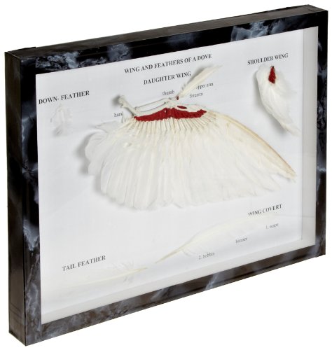 Image of 3B Scientific T30033 Wing and Feathers of a Dove (Columba palumbus)
