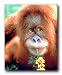 Wild Animal Wall Decor Orangutan Monkey Nature Art Print Poster (16x20)