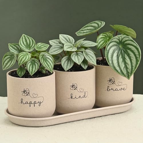 Image of Eha Earth-Friendly Printed Small Terrapod Planters with Tray for Home Decor | 3.5 Inch, Pack of 3 | Plant Gifts Made with Rice Husk Biocomposite | Flower Pot for Living Room| Sand Castle
