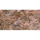 PCMOVILES 500 Gramos De fibra De Yute para La Cria De Pajaros Tropicales Diamantes mandarines