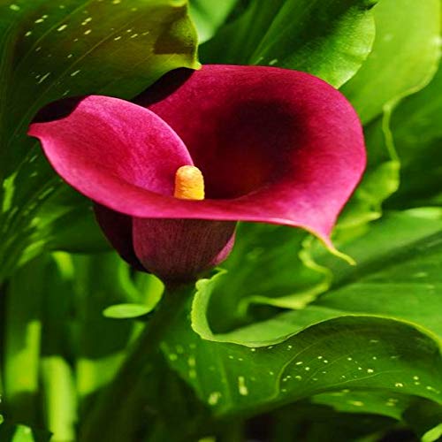 Navya germination Calla Lily Flower Bulbs Best Pack of 1 Imported Hybrid Bulbs In Purple Color For Your Home Garden (B08LSX7YTY) Amazon Price History, Amazon Price Tracker