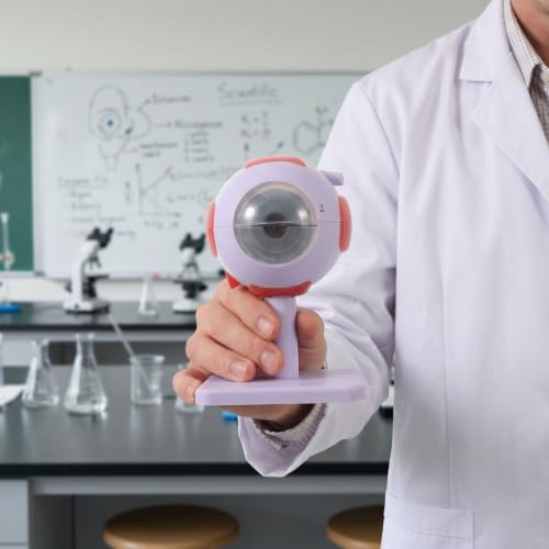 Modèle anatomique de l'œil agrandi support pédagogique sciences Operitacx 3x