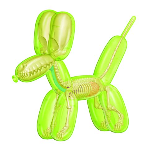 4D Master Jason Freeny Green Balloon Dog Funny Anatomy Model